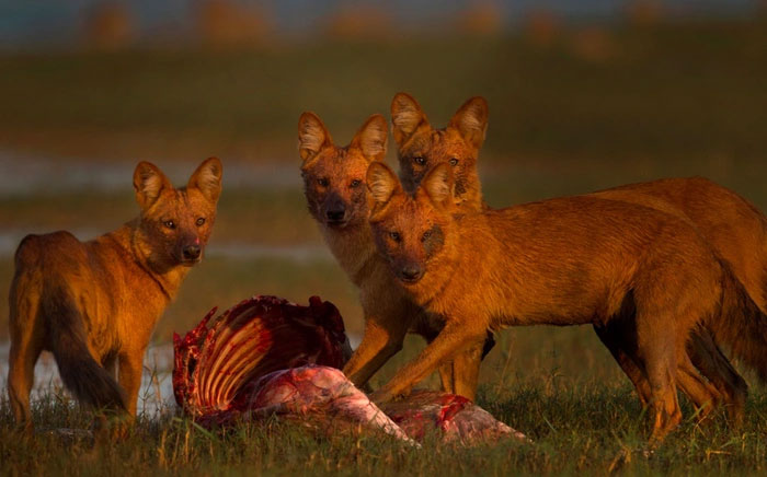 Picture 8 of Strange wild dog can kill tigers