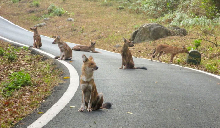 Picture 9 of Strange wild dog can kill tigers
