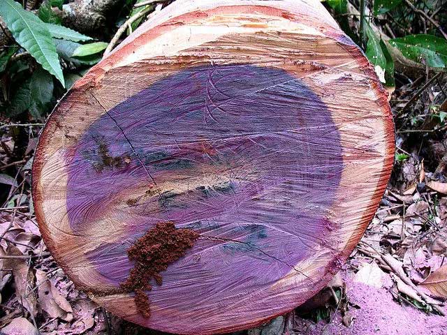 Picture 1 of Strange wood with the ability to change color: Ranked among the world's top in hardness and durability, Vietnam also grows it