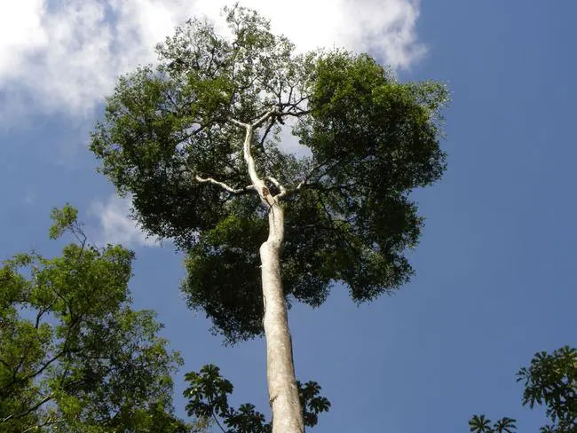 Picture 2 of Strange wood with the ability to change color: Ranked among the world's top in hardness and durability, Vietnam also grows it