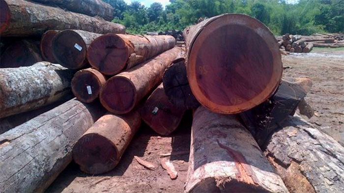 Picture 3 of Strange wood with the ability to change color: Ranked among the world's top in hardness and durability, Vietnam also grows it