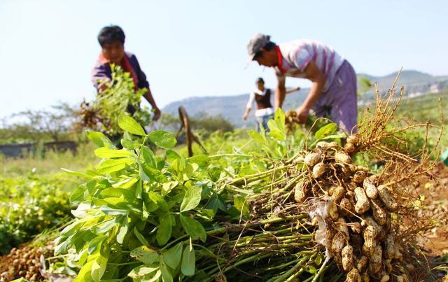 Picture 1 of Strangely, Chinese farmers always step on peanut plants while planting, experts: Good tips to follow!