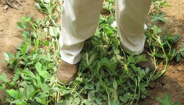 Picture 2 of Strangely, Chinese farmers always step on peanut plants while planting, experts: Good tips to follow!