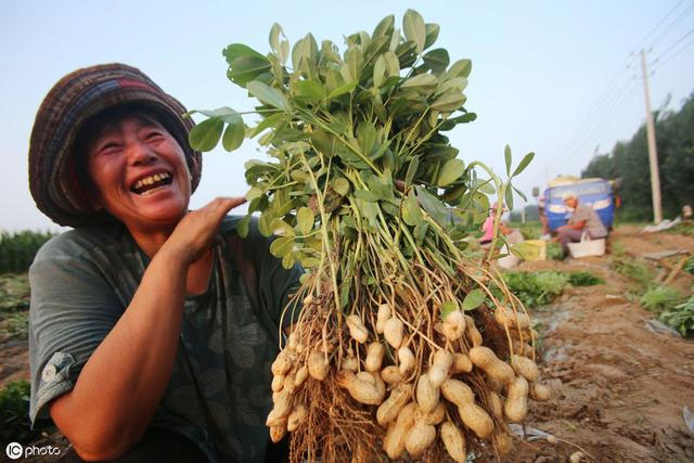 Picture 3 of Strangely, Chinese farmers always step on peanut plants while planting, experts: Good tips to follow!