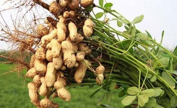 Picture 4 of Strangely, Chinese farmers always step on peanut plants while planting, experts: Good tips to follow!
