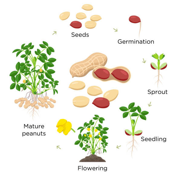 Picture 5 of Strangely, Chinese farmers always step on peanut plants while planting, experts: Good tips to follow!
