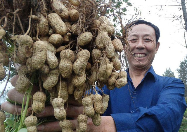 Picture 6 of Strangely, Chinese farmers always step on peanut plants while planting, experts: Good tips to follow!