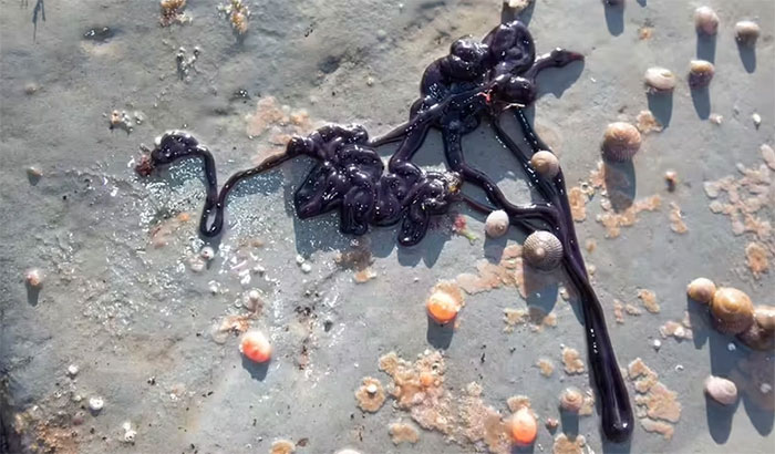 Picture 3 of Strangely small creatures, but longer than blue whales