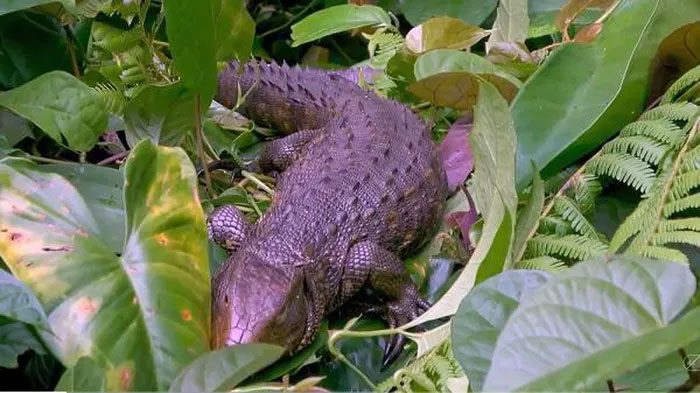 Picture 1 of Strangely, the animal looks like a crocodile but it's not a crocodile, even experts are surprised