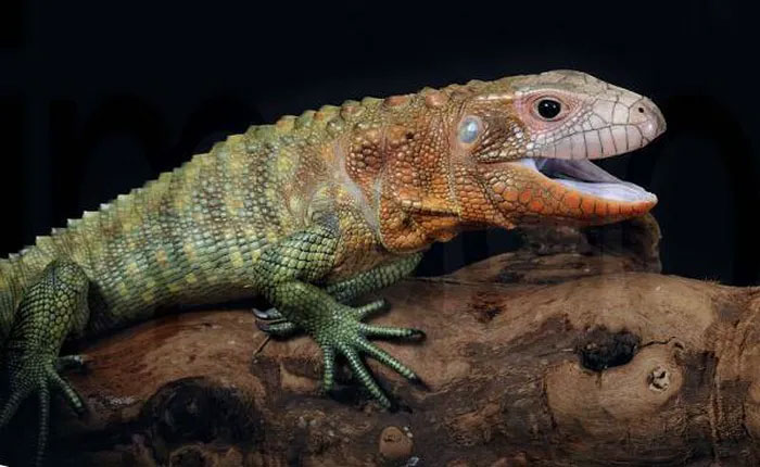 Picture 2 of Strangely, the animal looks like a crocodile but it's not a crocodile, even experts are surprised