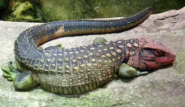 Picture 3 of Strangely, the animal looks like a crocodile but it's not a crocodile, even experts are surprised
