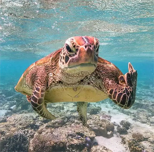 Strangely, the gentle turtle is a nightmare for predators and scientists Picture 3