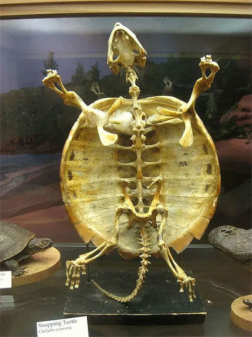 Strangely, the gentle turtle is a nightmare for predators and scientists Picture 5