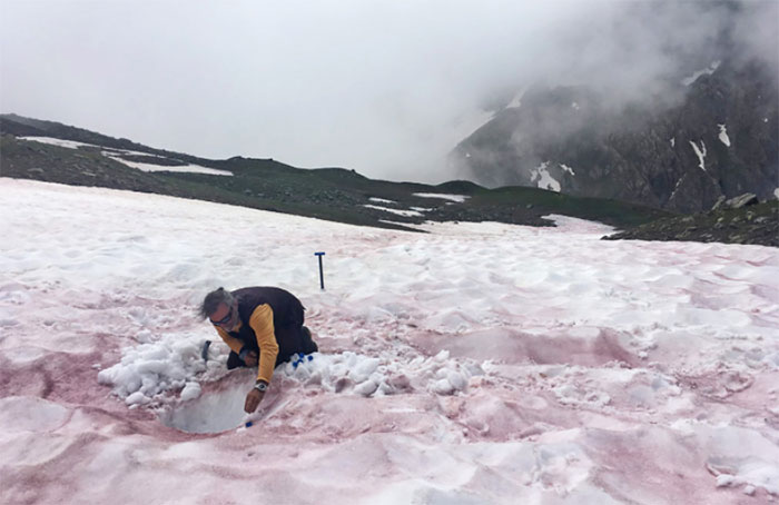 Strangely the snow turns watermelon color and sweet like sugar in summer Picture 1