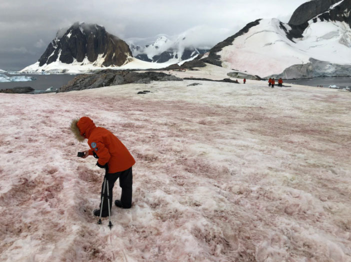 Strangely the snow turns watermelon color and sweet like sugar in summer Picture 2