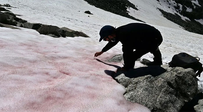 Strangely the snow turns watermelon color and sweet like sugar in summer Picture 3