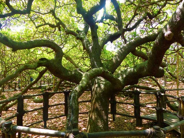 Picture 1 of Strangely, the world's largest cashew tree is twice as big as a football field.
