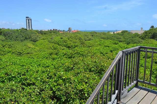 Picture 2 of Strangely, the world's largest cashew tree is twice as big as a football field.