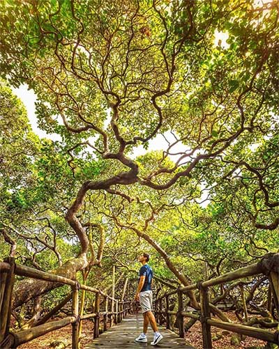 Picture 3 of Strangely, the world's largest cashew tree is twice as big as a football field.