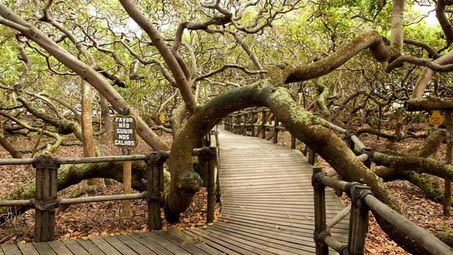 Picture 4 of Strangely, the world's largest cashew tree is twice as big as a football field.