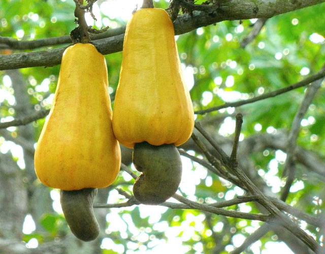 Picture 6 of Strangely, the world's largest cashew tree is twice as big as a football field.