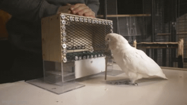 Picture 1 of Stunned by parrot's ability to play golf