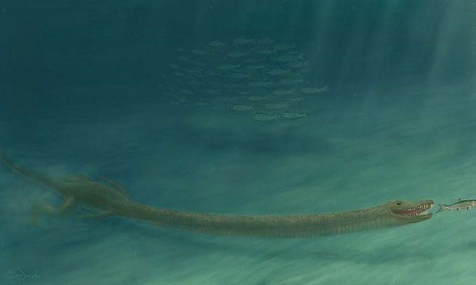 Picture 1 of Stunned by the discovery of a sea monster fossil with a neck up to 3 meters long.