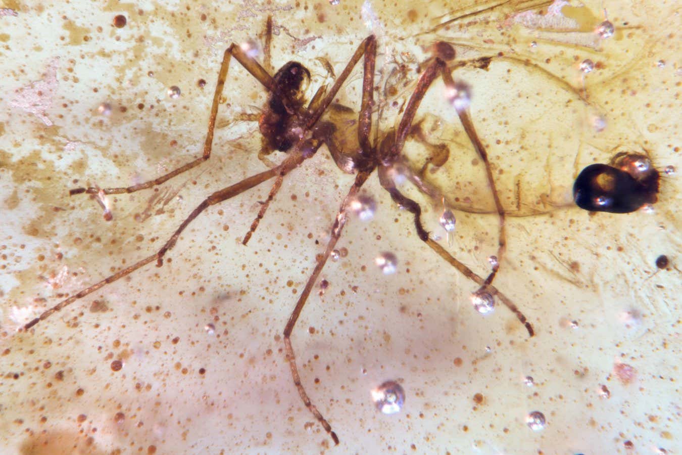 Picture 1 of Stunning amber deposits preserve insects from the time of the dinosaurs