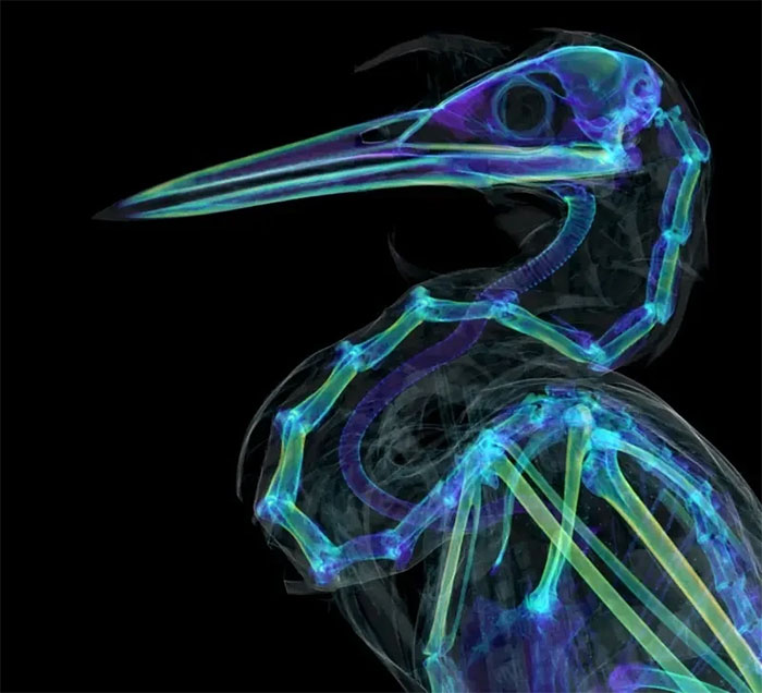 Picture 12 of Stunning photos of animals through X-rays