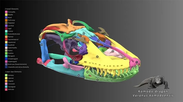 Picture 8 of Stunning photos of animals through X-rays