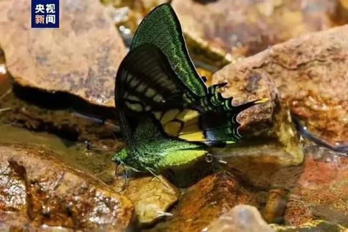 Successfully artificially reproduced the rarest butterfly in the world Picture 1