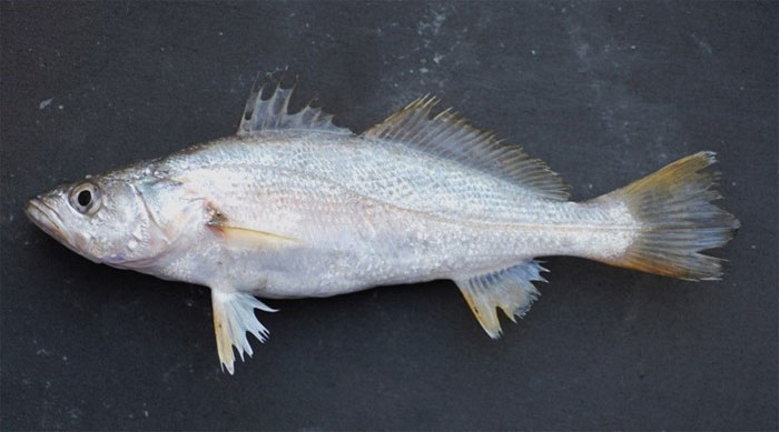 Picture 10 of Summary of popular freshwater fish species in Vietnam you should know