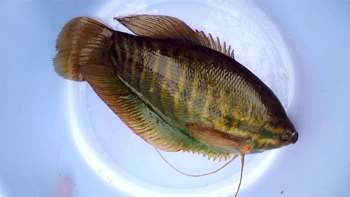 Picture 14 of Summary of popular freshwater fish species in Vietnam you should know