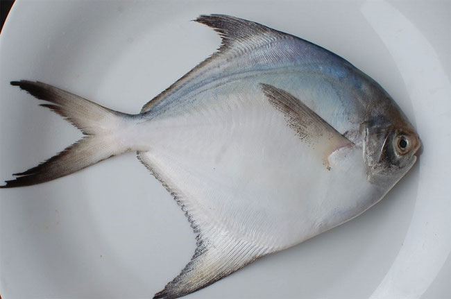 Picture 18 of Summary of popular freshwater fish species in Vietnam you should know
