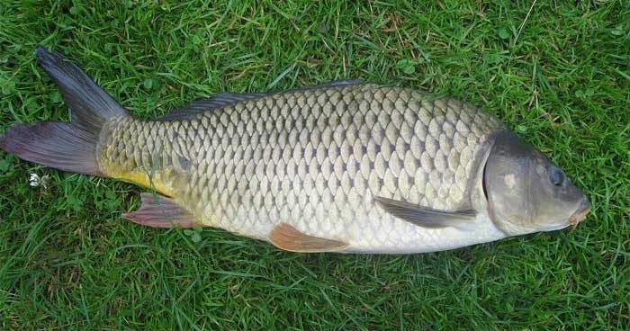 Picture 2 of Summary of popular freshwater fish species in Vietnam you should know