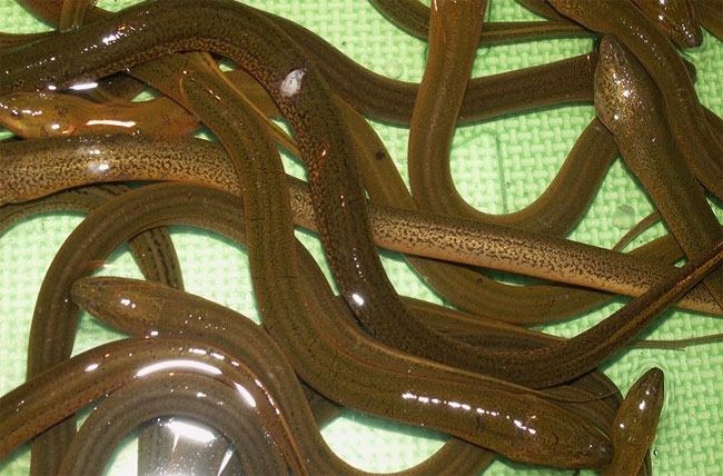 Picture 23 of Summary of popular freshwater fish species in Vietnam you should know