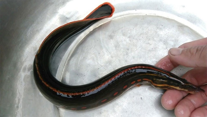 Picture 4 of Summary of popular freshwater fish species in Vietnam you should know