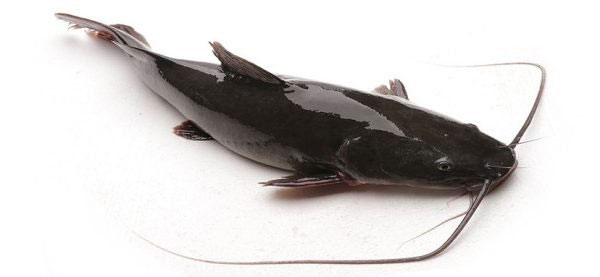 Picture 9 of Summary of popular freshwater fish species in Vietnam you should know