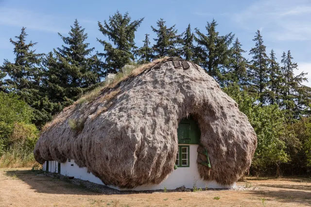 Super durable natural material, if spread on the roof, it won't rot for 300 years Picture 5