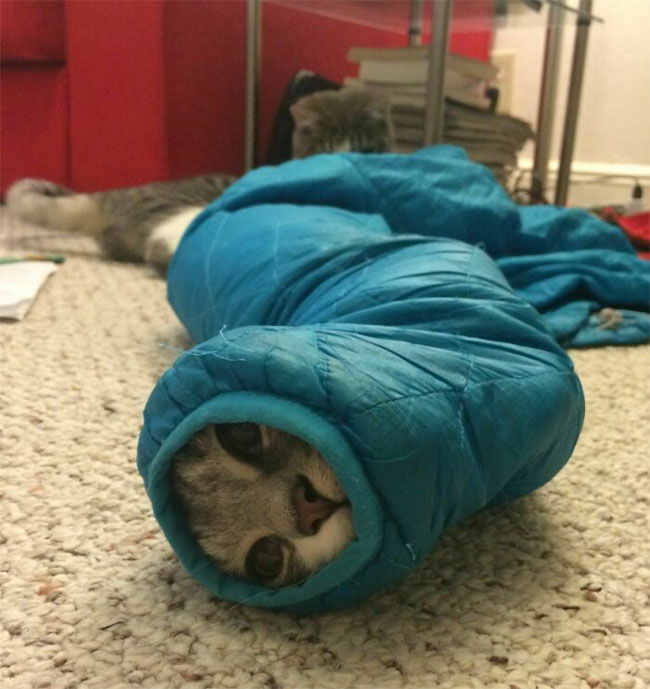 Picture 12 of Super funny stuck moments of animals because of the 'wild' trot