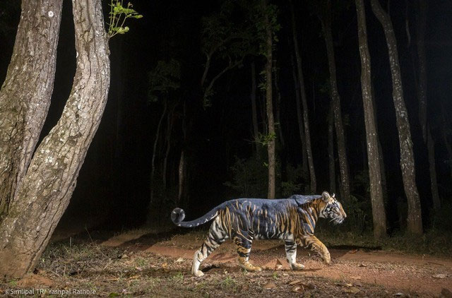 Super rare 'Black Tiger' in India, weighing over 500kg, easily took down a 4 meter long crocodile alone Picture 3