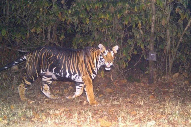 Super rare 'Black Tiger' in India, weighing over 500kg, easily took down a 4 meter long crocodile alone Picture 4