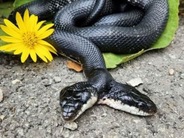 Picture 1 of Surgery for a two-headed snake is extremely rare