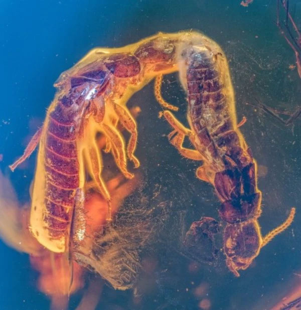 Picture 2 of Surprise with a piece of amber preserving 'a love affair' from 38 million years ago
