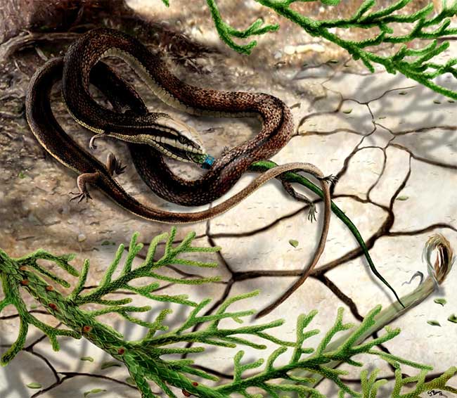 Picture 1 of Surprise with the 'four-legged snake' that appeared 110 million years ago