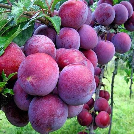 Picture 2 of Surprise with the health benefits of plums