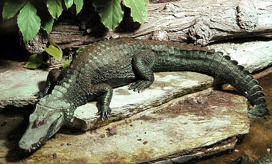 Surprised by the animal that looks holy but makes crocodiles and leopards run away when they meet Picture 4