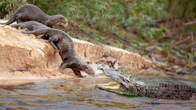 Surprised by the animal that looks holy but makes crocodiles and leopards run away when they meet Picture 5