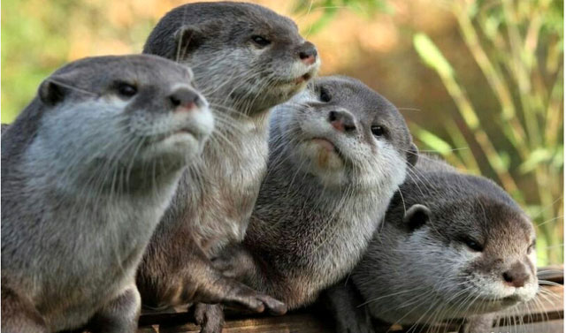 Surprised by the animal that looks holy but makes crocodiles and leopards run away when they meet Picture 6