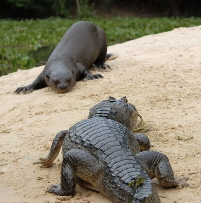 Surprised by the animal that looks holy but makes crocodiles and leopards run away when they meet Picture 7